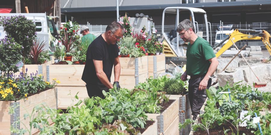 Blumenboxen Pflanzen