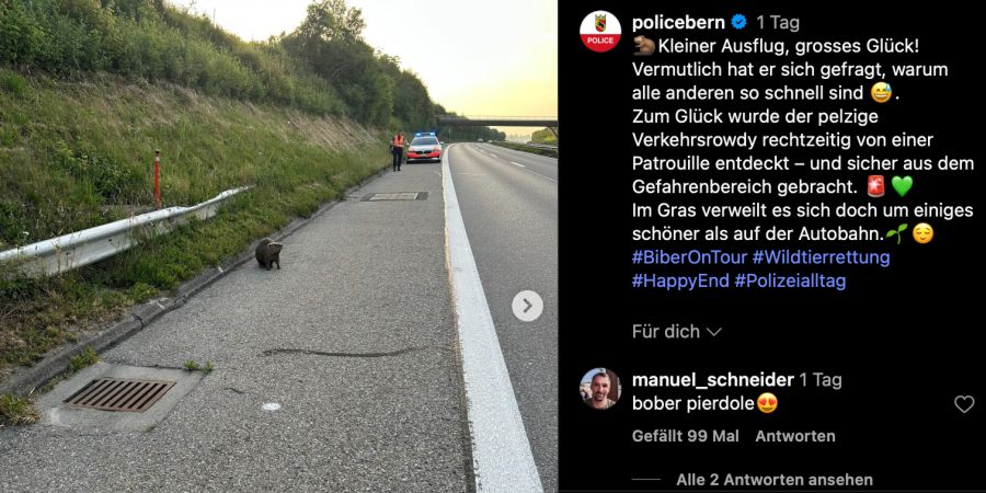 Biber Autobahn Bern
