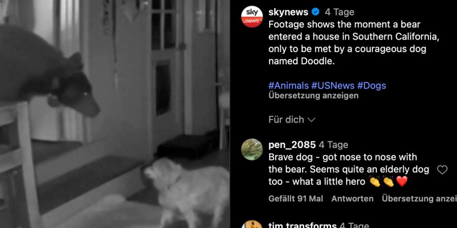 Hund Bär