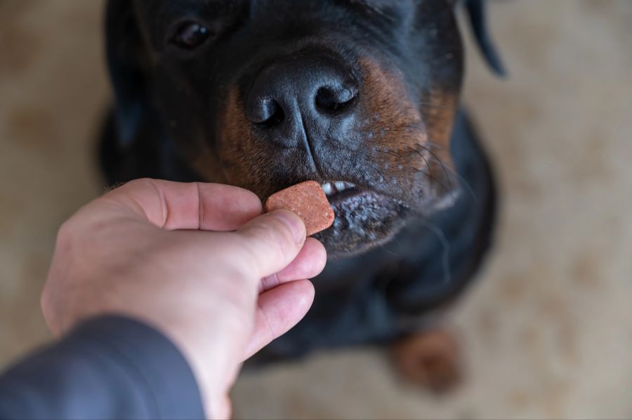 rottweiler futter