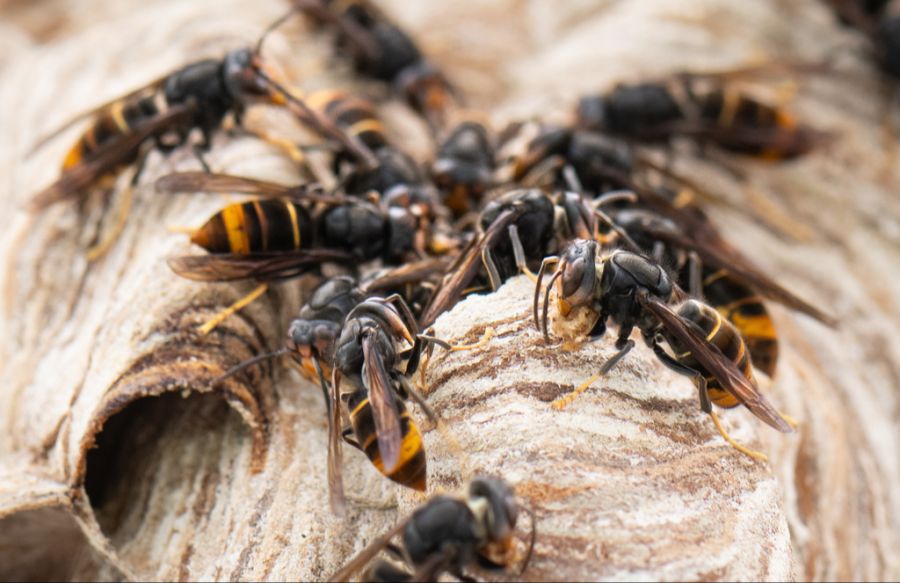 Eine mögliche Erklärung für ihr aggressives Verhalten: Asiatische Hornissen hätten laut dem Bürgermeister den Bienenstock bedroht. (Symbolbild)