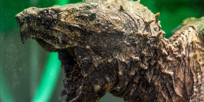 Bei Kanalarbeiten wurde die Geierschildkröte Gabi entdeckt. gabi