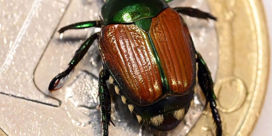 Präparierter Japankäfer (Popillia japonica)