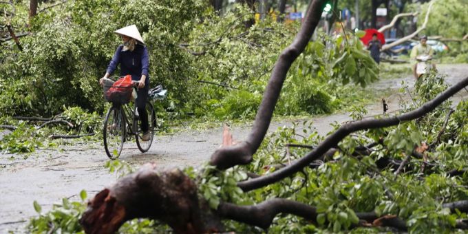 Der Taifun sorgte in Vietnam für viel Zerstörung und mehrere Tote. Entwurzelter Baum Fahrradfahrerin mehrere Tote