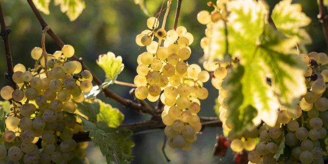 Weintrauben Weinproduzent