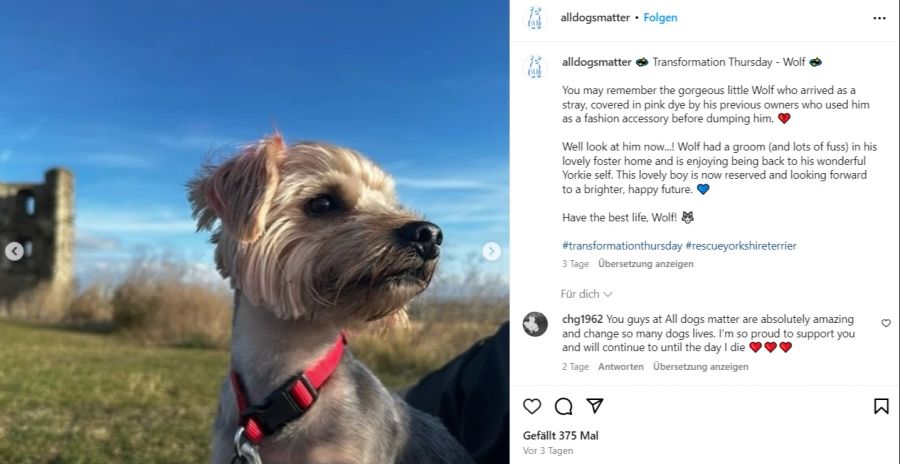 Mit einem Fotoshooting will ein Londoner Tierheim vor allem für ältere Hunde werben.