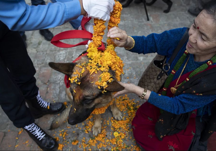 Jegliche Hunde werden verehrt, da sie als Boten des Gottes Yamaraj gelten.