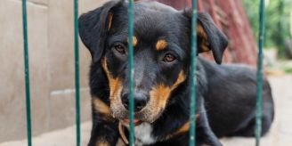 Vorbild sein - Was kann ich persönlich für den Tierschutz tun? Vorbild sein - Was kann ich persönlich für den Tierschutz tun?