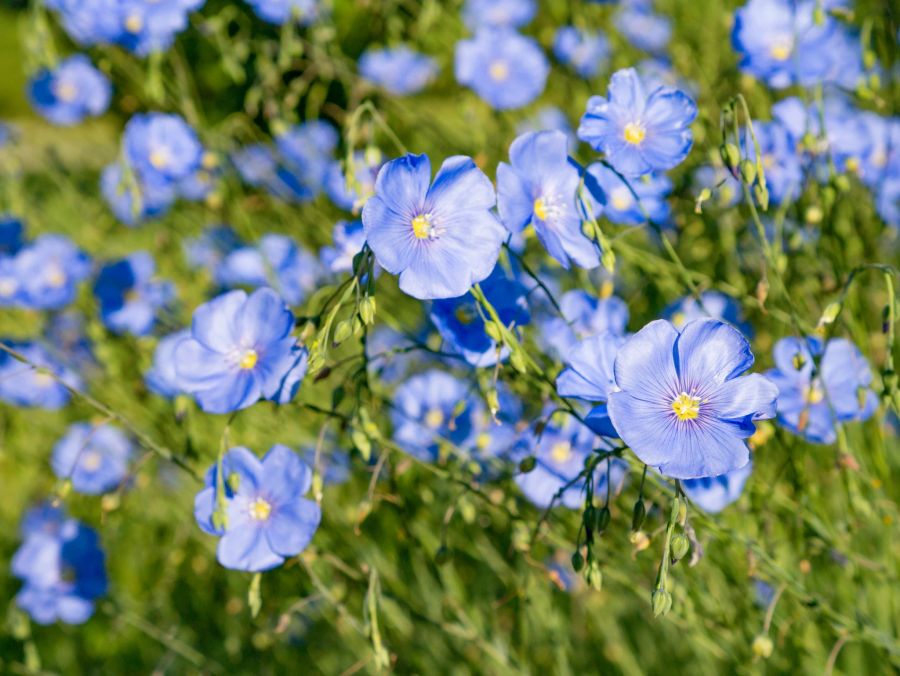 Nahaufnahme Blauer Lein mit Blüten