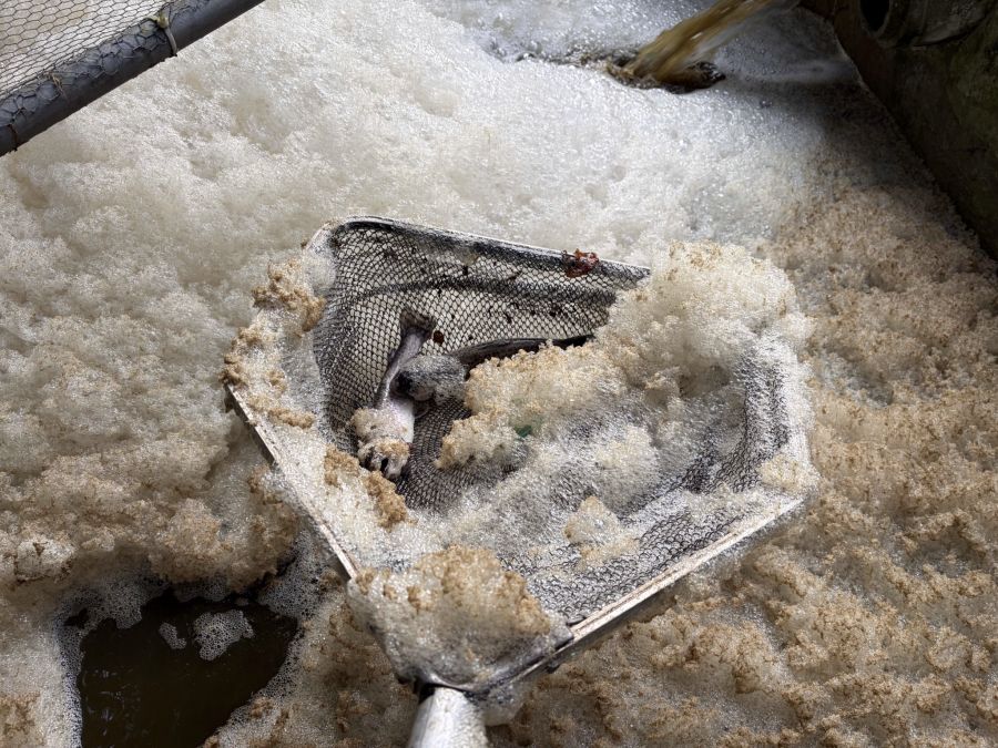 Fischsterben Verschmutzung