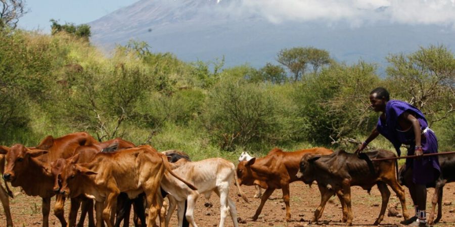 Rund ein Drittel der Landoberfläche ist Weideland - etwa für Rinder, Schafe oder Ziegen. (Archivbild)