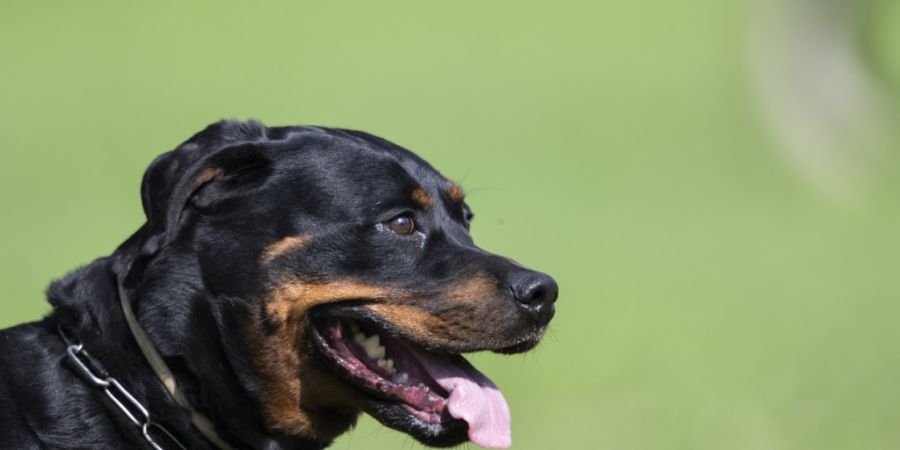 Wer im Kanton Thurgau einen Rottweiler hält, braucht dafür eine Bewilligung. Im Kanton Zürich ist die Hunderasse verboten - zumindest bis zu einem anderslautenden Gerichtsentscheid. ...