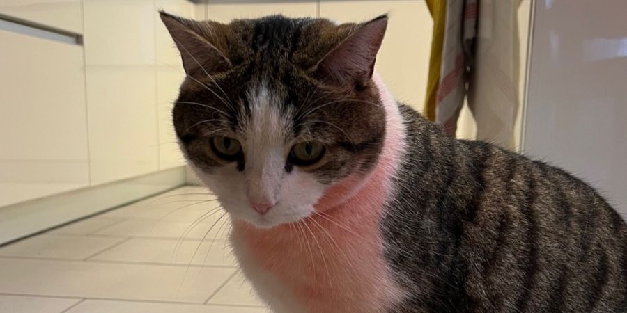 Beringen Kater besprüht