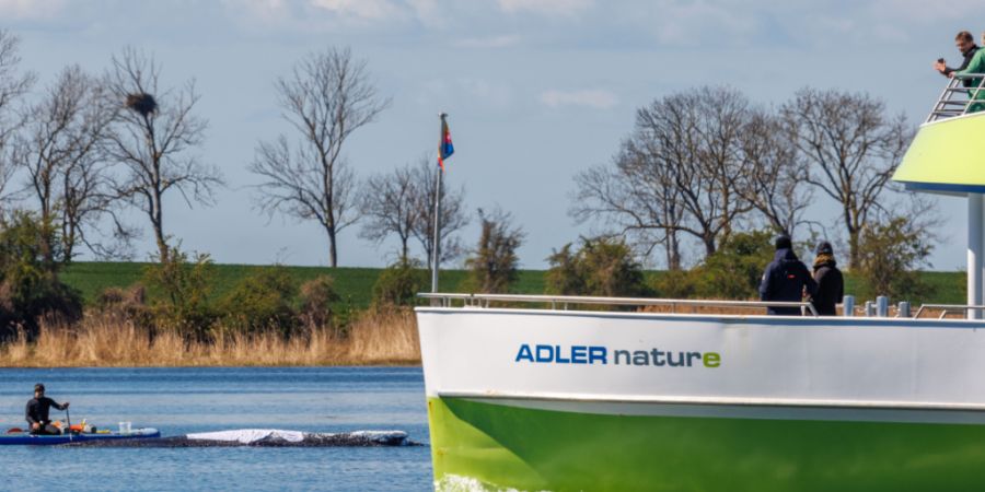 Das Passagierschiff «Adler nature» fährt mit Passagieren am gestrandeten Buckelwal vor der Insel Poel vorbei. Der vor über drei Wochen bei Wismar gestrandete Buckelwal liegt weiterhin...