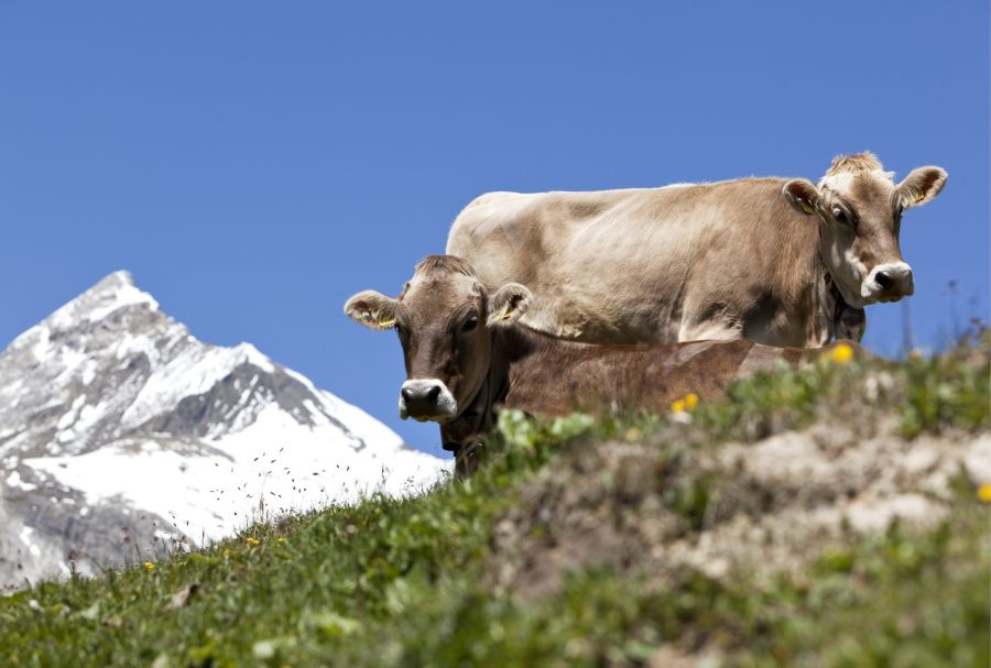 In der Schweiz wurde bisher noch kein Fall von Lumpy-Skin-Disease (LSD) festgestellt. (Symbolbild)