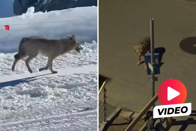 Wolf Zermatt Skipiste