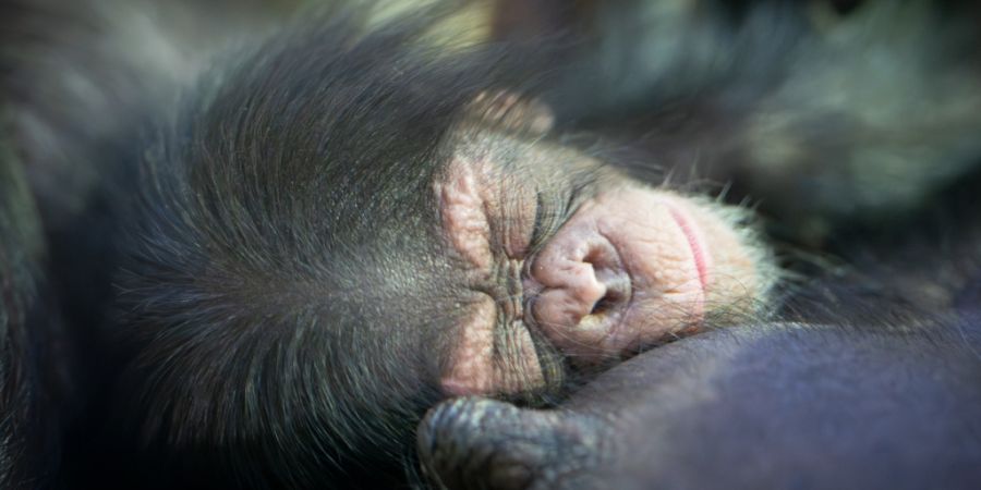 In der Nacht auf den 13. Januar kam im Walter Zoo ein Schimpanse auf die Welt.