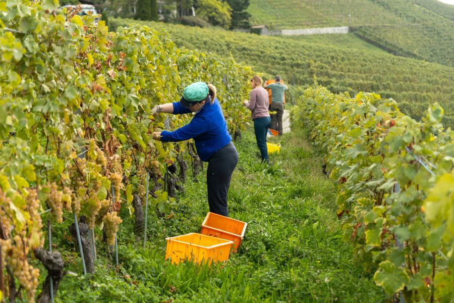 Swiss Wine Symbolbild