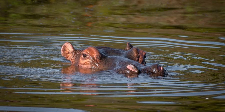 Nilpferd im Wasser