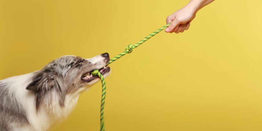 Hund beim Tauziehen