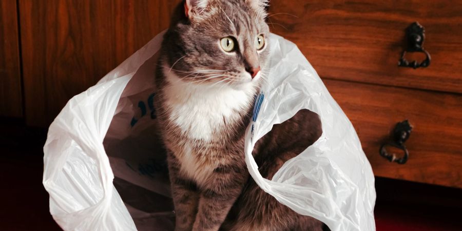 Katze in Plastiktüte