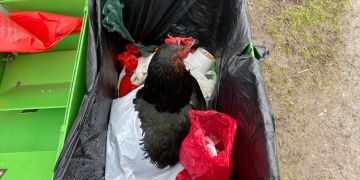 Huhn Robidog Zug