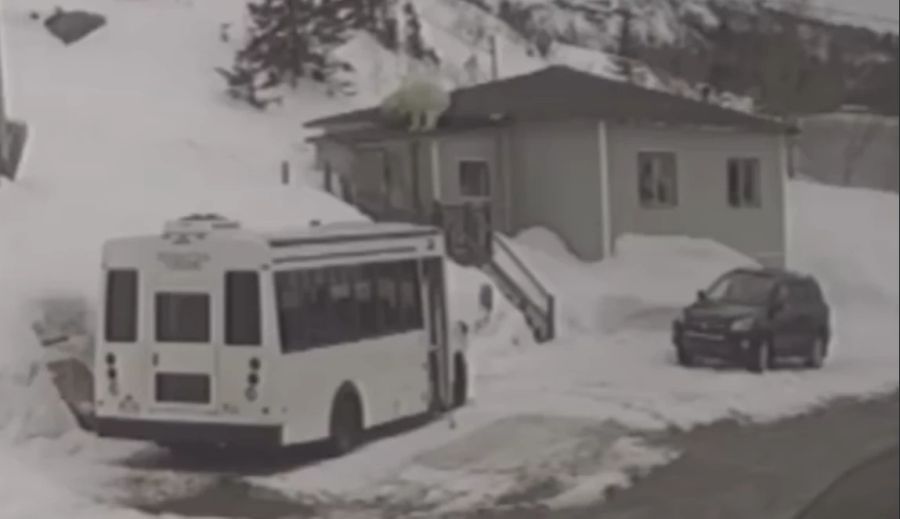 Der Eisbär machte es sich auf dem Dach von Bobbi Stevens gemütlich.