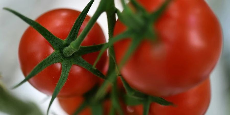 Tomaten am Strauch