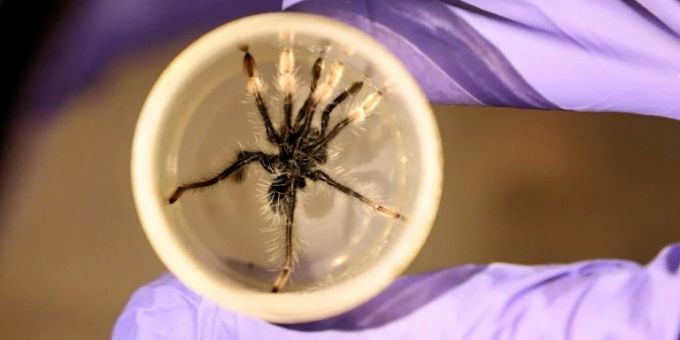 Eine der am Donnerstag sichergestellten Spinnen Eine der am Donnerstag sichergestellten Spinnen