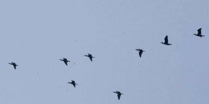 Vögel am Himmel Vögel am Himmel