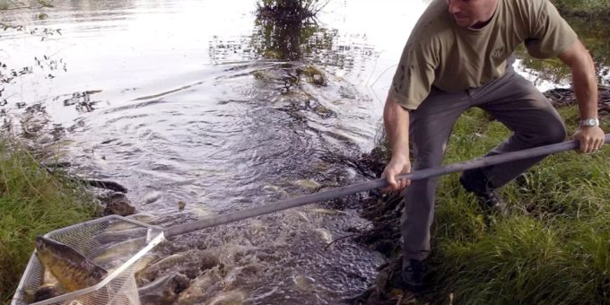 Alle zwei Tage - Fischsterben in der Schweiz