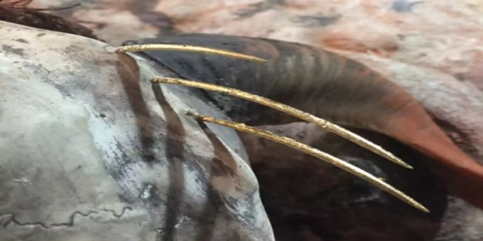 Des Teufels Knochen.