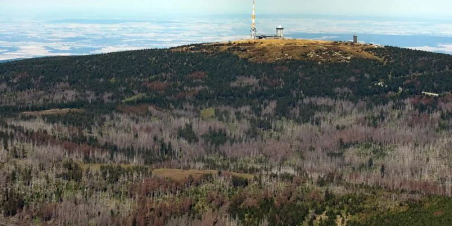 Auch für die Wälder in Niedersachsen war 2019 ein Jahr mit starken Schäden und hoher Absterberate der Bäume. Foto: Swen Pförtner/dpa