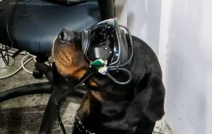 Die AR-Brillen sollen die Kommunikation auch ohne Blickkontakt zum Hund möglich machen. US Army hund brille