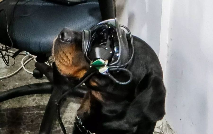 US Army hund brille