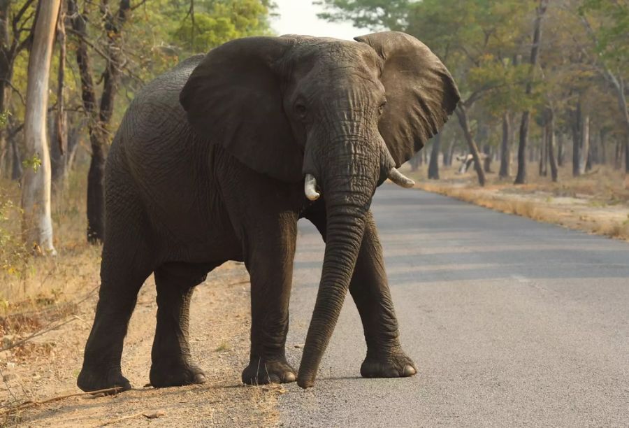 Simbabwe Botswana Elefant Safari