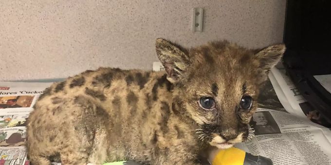 Berglöwen-Baby «Captain Cal» wurde mit versengten Schnurrhaaren, Pfoten und verletzten Augen eingeliefert. Puma