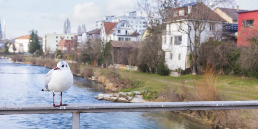 Der Fluss Birs gibt der Gemeinde Birsfelden ihren Namen. Wenige Hundert Meter flussabwärts fliesst die Birs in den Rhein.