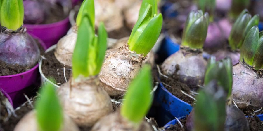 Sie sind schneller ausgetrieben als ihre Geschwister im Garten: Diese Hyazinthen im Topf wurden im Gewächshaus vorgetrieben.