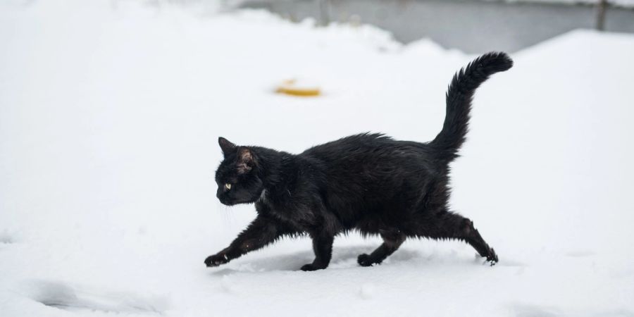 Wer stürzt, weil er seine Katze beschützen will, der kann unter Umständen auf Schadenersatz hoffen.