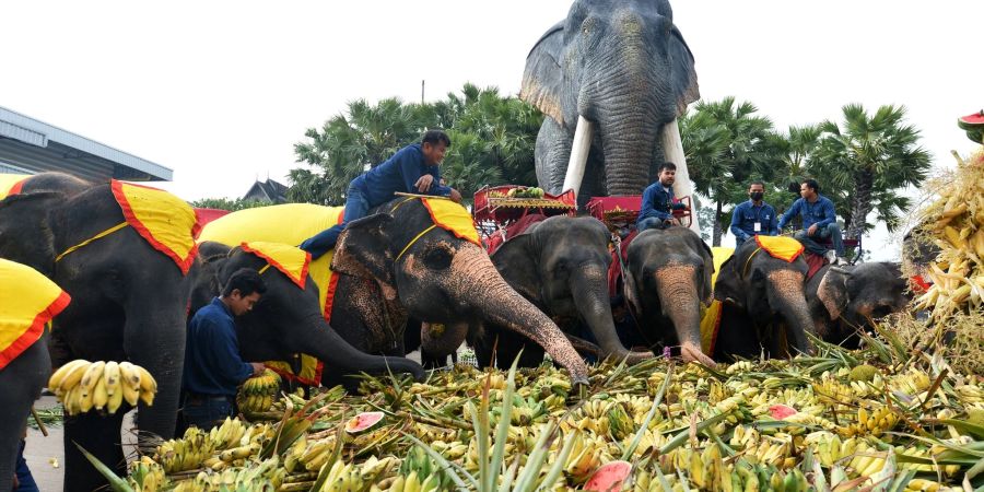 Ein Festmahl für die Elefanten in Pattaya.