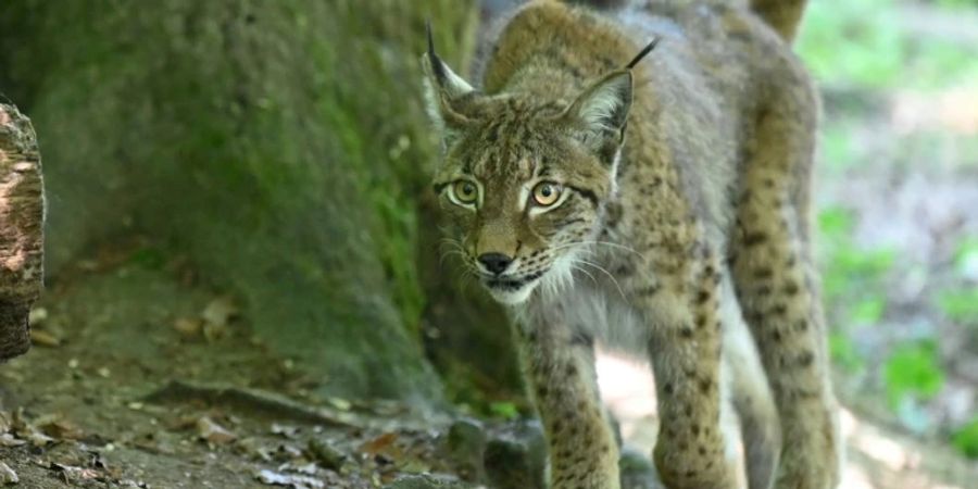 Ein Luchs in einem Tierpark.