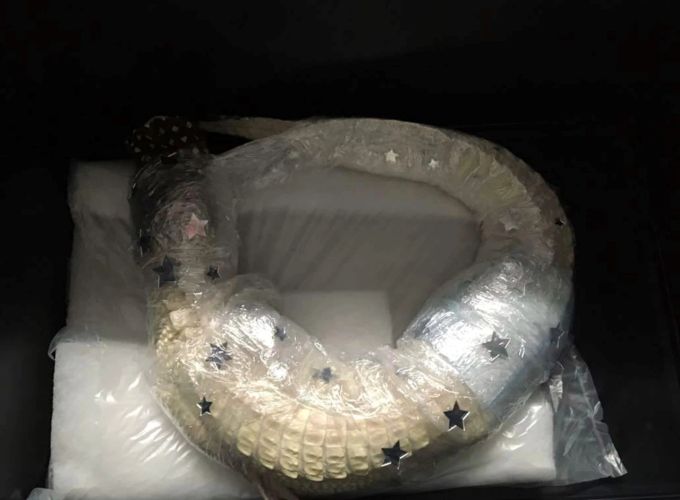 Der Albino-Alligator wurde in unwürdigem Zustand von den Beamten aus dem Koffer befreit. alligator