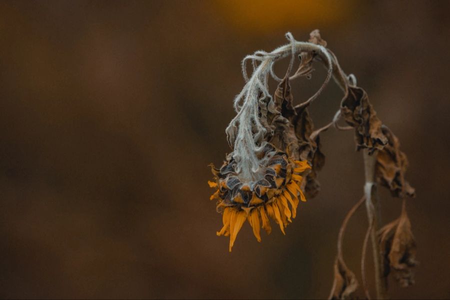 Staude Sonneblume verblüht Kopf