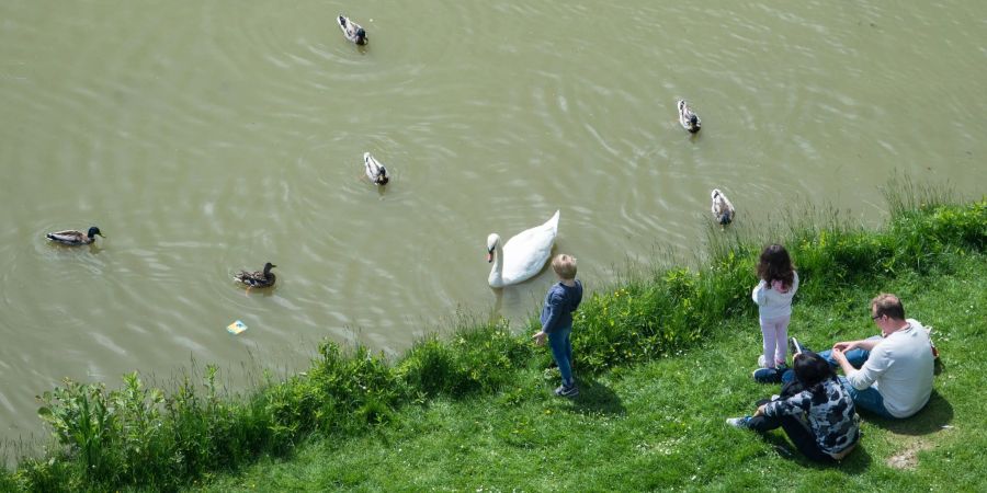 Kinder lieben es, Enten und Schwäne zu füttern. Brot sollten sie dafür aber zu Hause lassen.