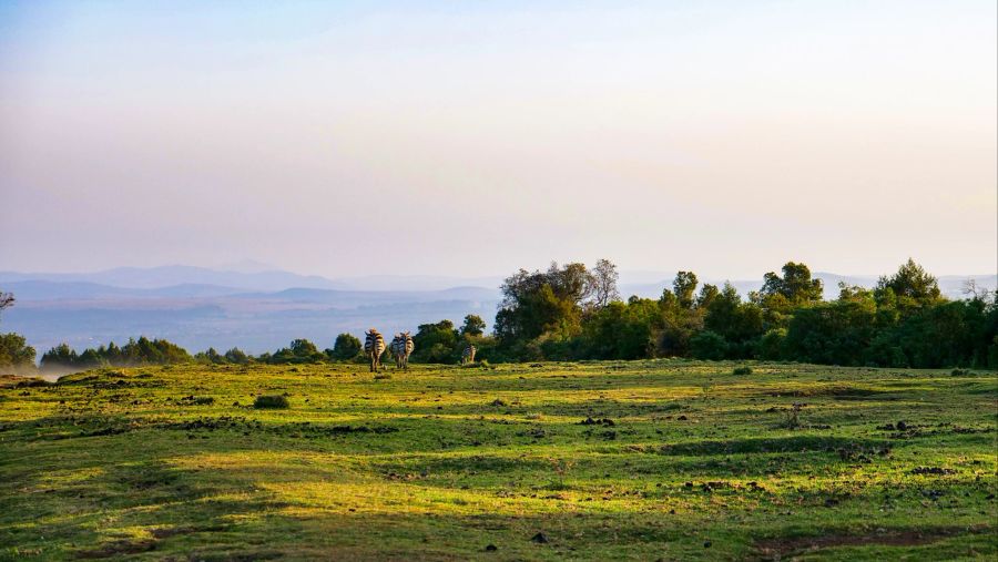 Weide Zebra Landschaft Afrika