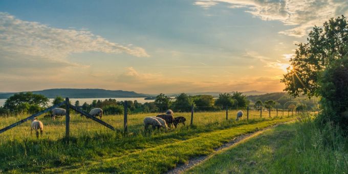 Schafe grasen auf einer Weide (Symbolbild) Bauernhof Natur