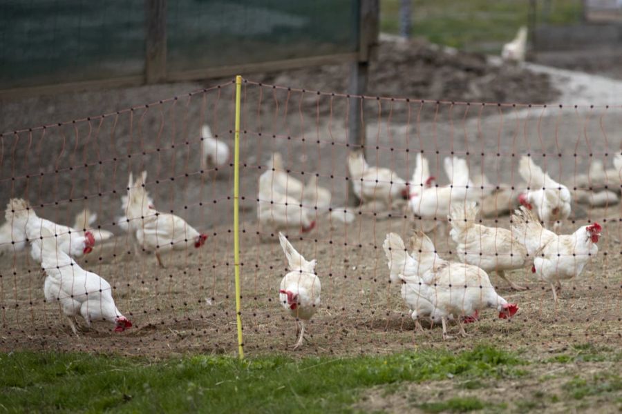 Freilandhühner in ihrem Gehege auf dem landwirtschaftlichen Biobetrieb Messerli, am 19. April 2021, in Kirchdorf im Kanton Bern.