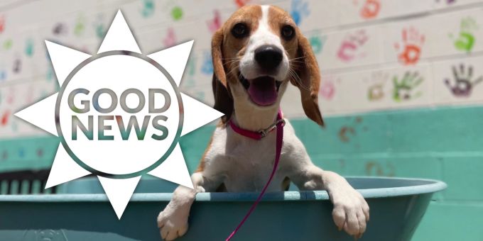 Good News - 4000 gerettete Welpen dürfen nun adoptiert werden