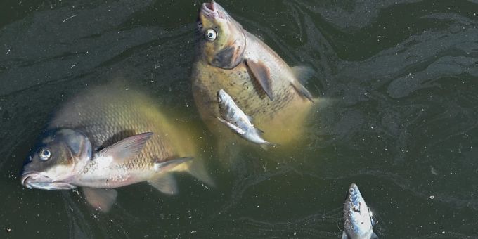 Tote Fische in der Oder. Oder Algenblüte